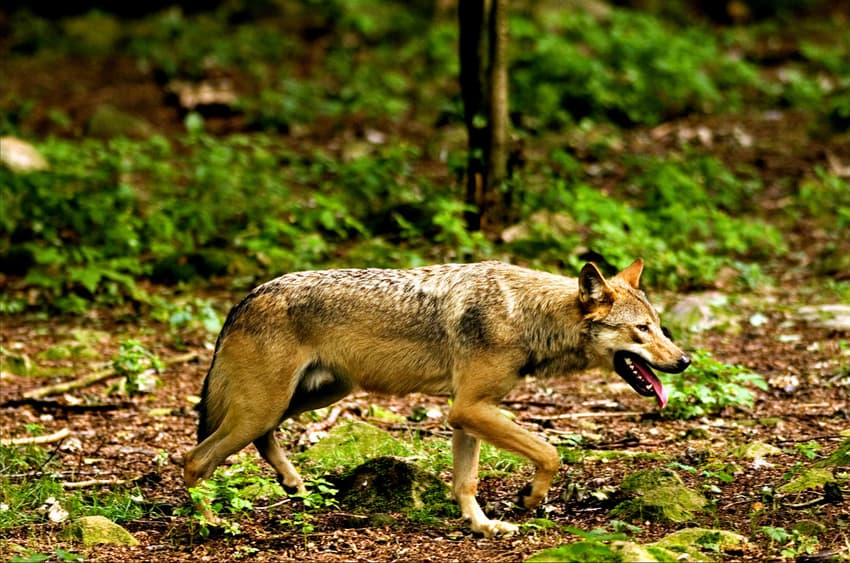 Danish farmers want new plan as wolves breed