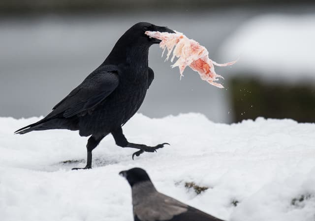 Ravens can plan ahead similar to humans, Swedish study shows