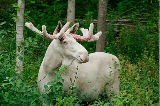 Rare white elk photographed in Swedish back garden