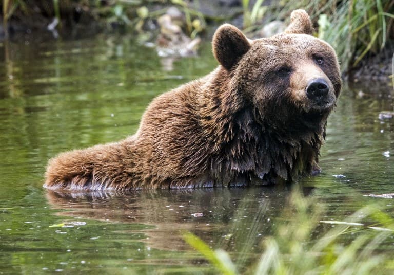 Killing of brown bear in northern Italy enrages activists