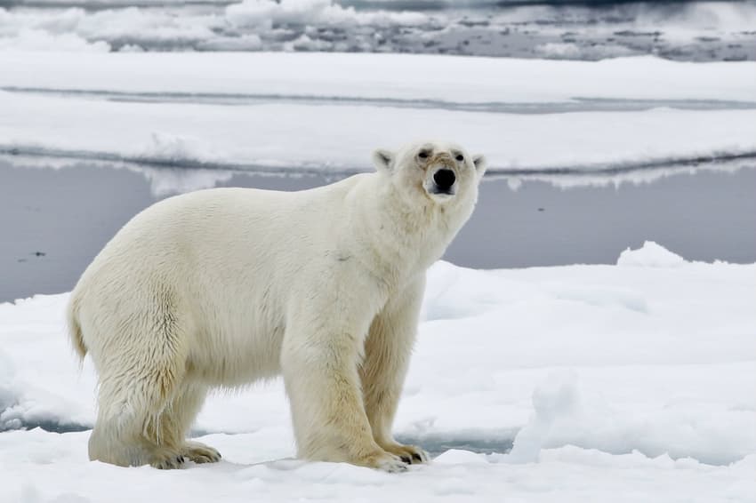 Norway fines tourist guide for scaring polar bear