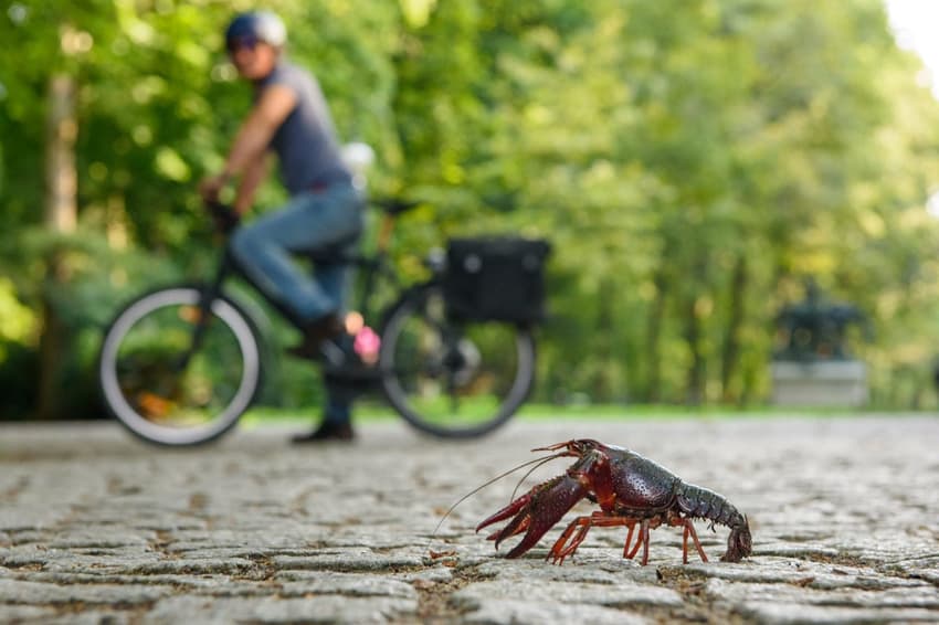 'Invasive' American red crayfish are being spotted daily in Berlin park