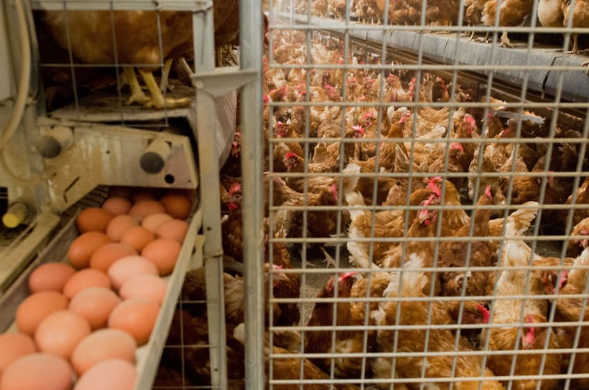Millions of chickens face cull in 'tainted egg' health scandal