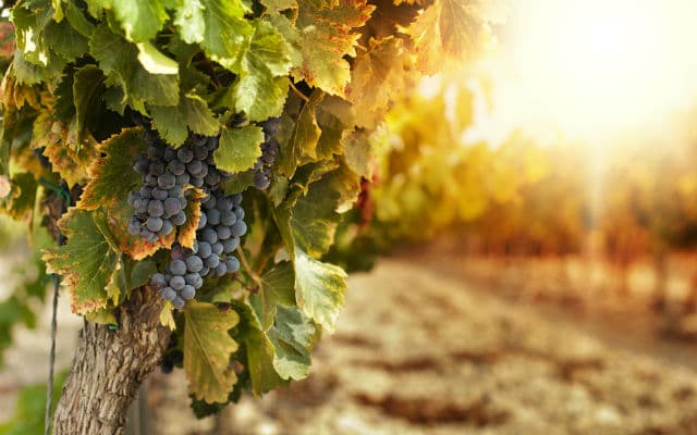 Italian wine production set to hit slump yet exports to smash records