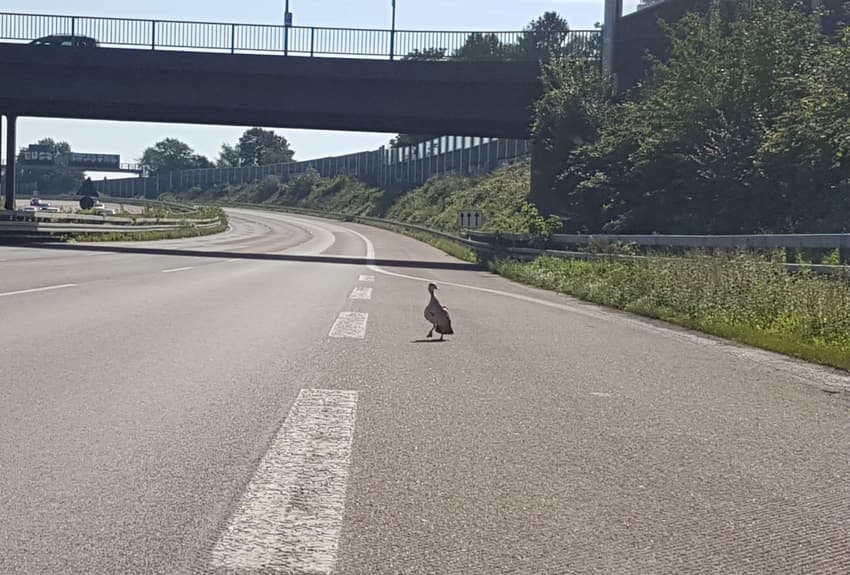 Mourning mother duck shuts down Autobahn for half hour after chicks are killed by car