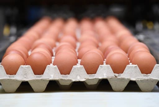 Swiss eggs declared fipronil-free