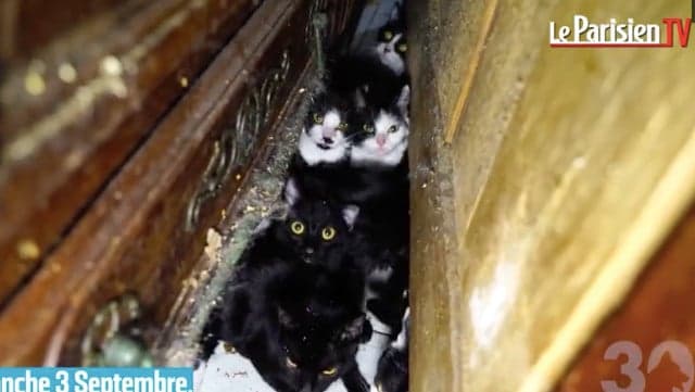 VIDEO: Police free 130 cats kept in one-room Paris apartment