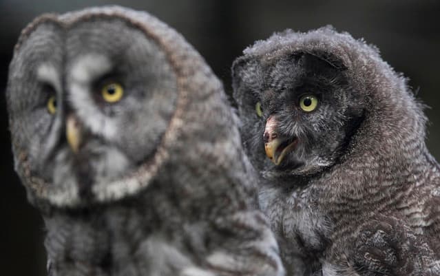 Swedish thieves steal eggs from rare owls worth millions