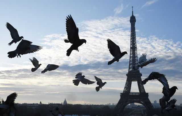 Paris hires falcons to beat pigeon plague