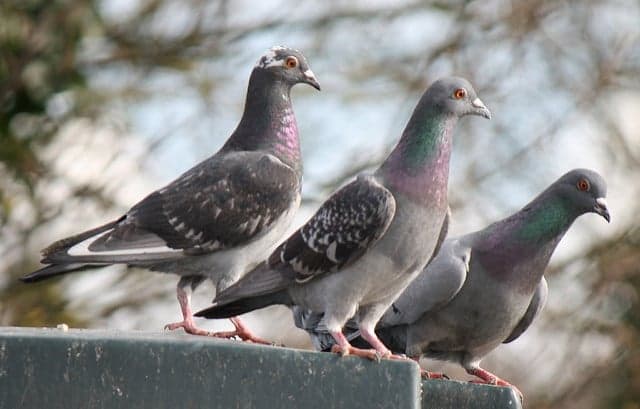 Italian woman dies 'from inhalation of pigeon poo'