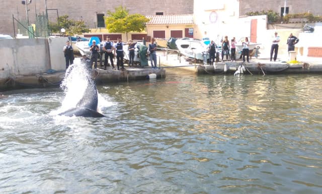Confused whale blocks Marseille marina