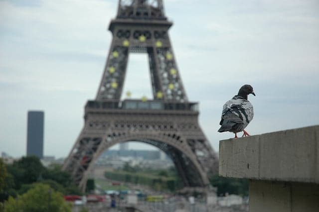 Parisians fight for pigeons' rights as mayor plans to deploy falcons