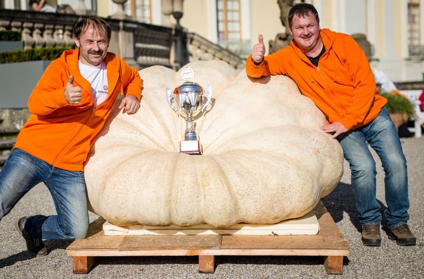 Germany’s biggest pumpkin weighs in at almost 800 kilos