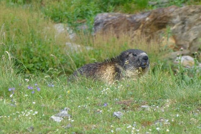 Residents at war with marmots in Zermatt