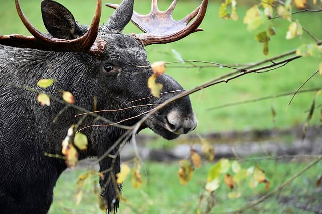 'Hermaphrodite' elk killed in Sweden