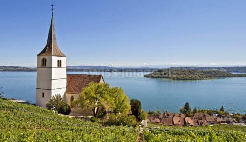 Thieves steal 700 kilos of grapes from Swiss vineyard