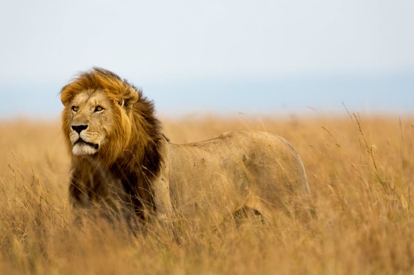 Denmark horse owners in queue to donate dead animals to lions