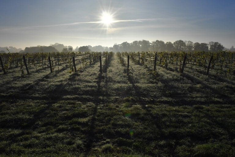 Just how bad is France's wine shortage going to get?