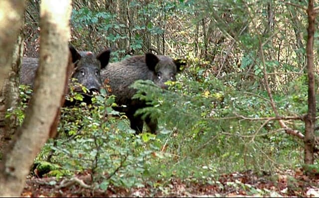 Radioactive boar shot dead in Sweden – 31 years after Chernobyl disaster