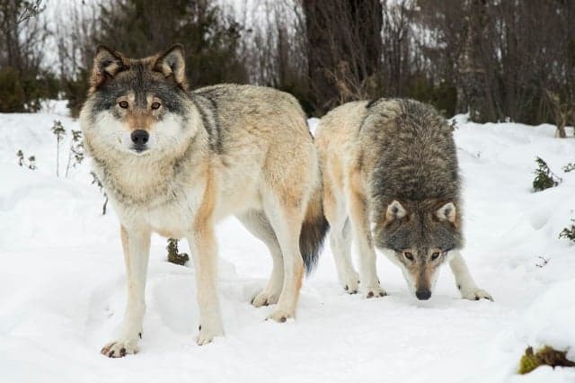 Swedish court confirms cull of 22 wolves