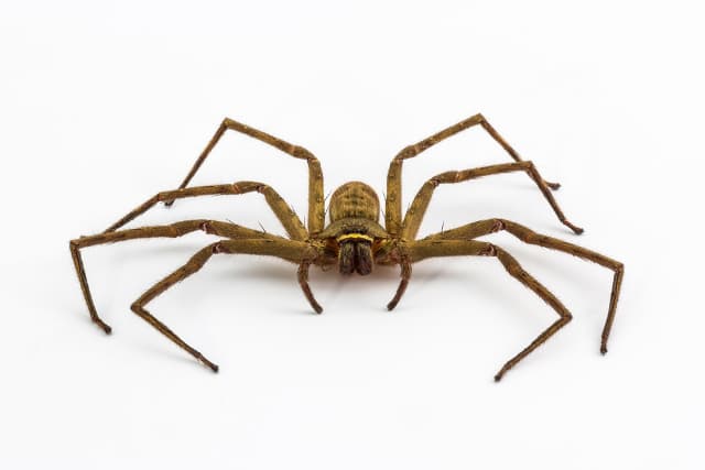Arachnophobe calls police to deal with spider in Chur home