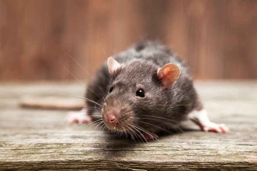 Danish homeowners face costs of surge in rat attacks