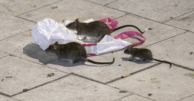 Rats rejoice as easy food helps Gothenburg's rodent population to surge