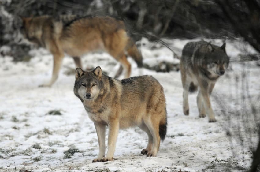 France caught in war with wolves