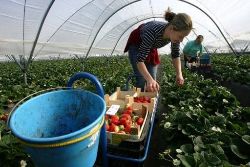 Jobless Spaniards turn noses up at 12,000 strawberry-picking jobs