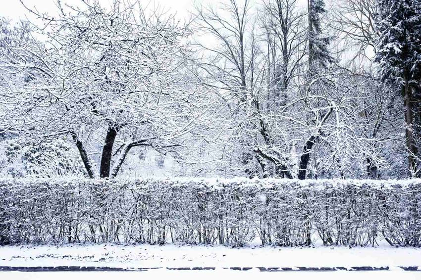 White Christmas in Denmark called off by meteorologists