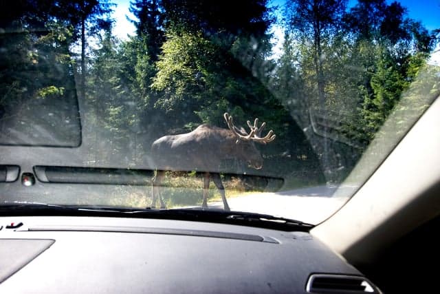 Wildlife road collisions hit record high in Sweden