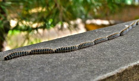 Beware: toxic caterpillar plague arrives early in Spain
