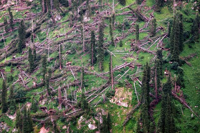 Winter storm Eleanor felled 1.3 million cubic metres of trees in Switzerland