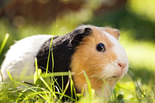 14 guinea pigs found abandoned at recycling centre