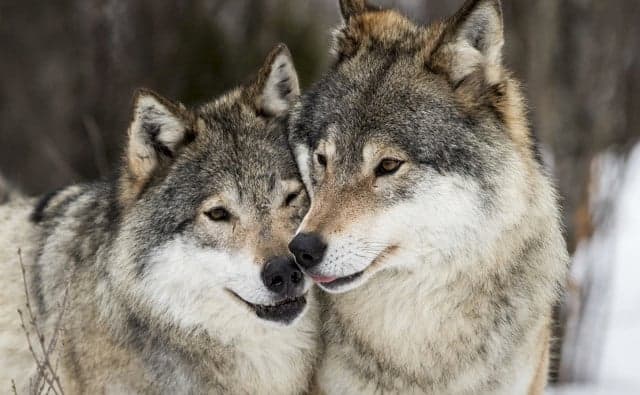 Sweden to recalculate wolf numbers using excrement