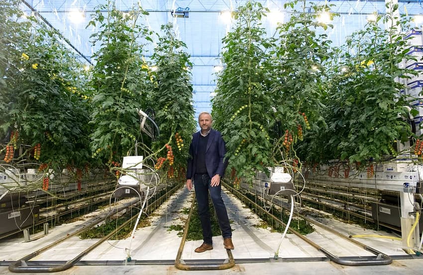 Danish tomato farmer aims to become Europe’s biggest producer of medicinal cannabis