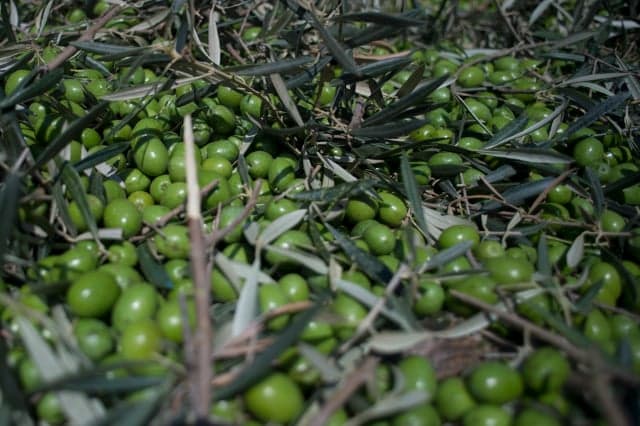 Trump hikes import tax on Spanish olives in deal to make America great again