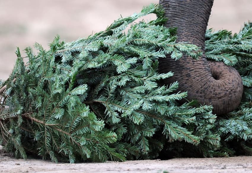 Rejected Christmas trees used as animal feed in Stuttgart zoo