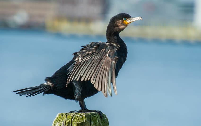 Environmentalists criticise Norwegian salmon farmers over cormorant shooting