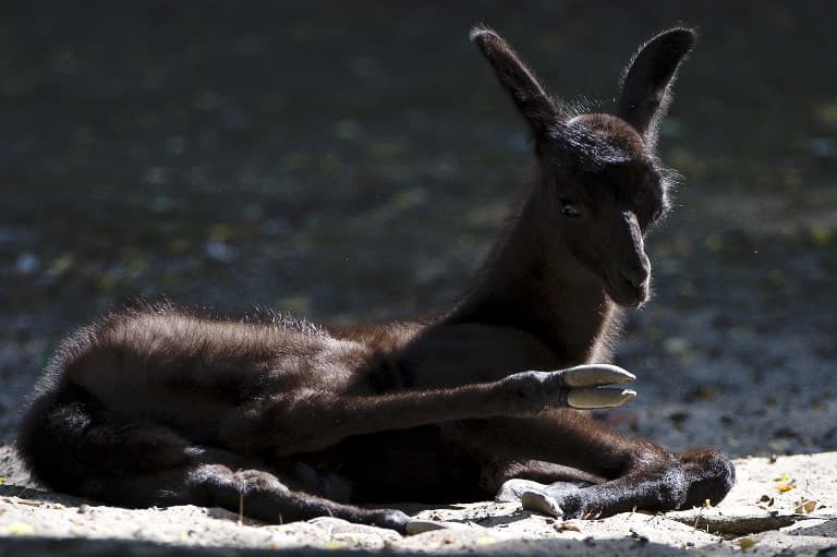 Swiss joggers frighten baby llama to death