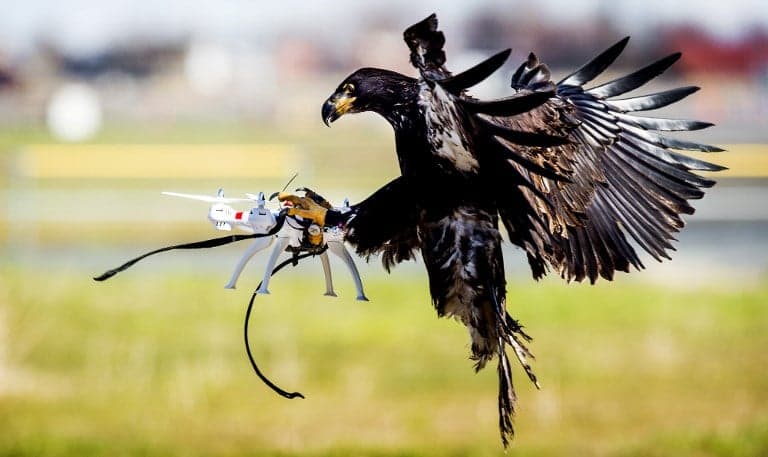Geneva trains eagles in war on rogue drones