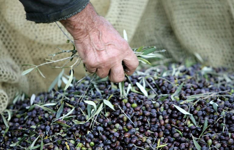 Mafia makes billions from Italian agriculture: farmers' association
