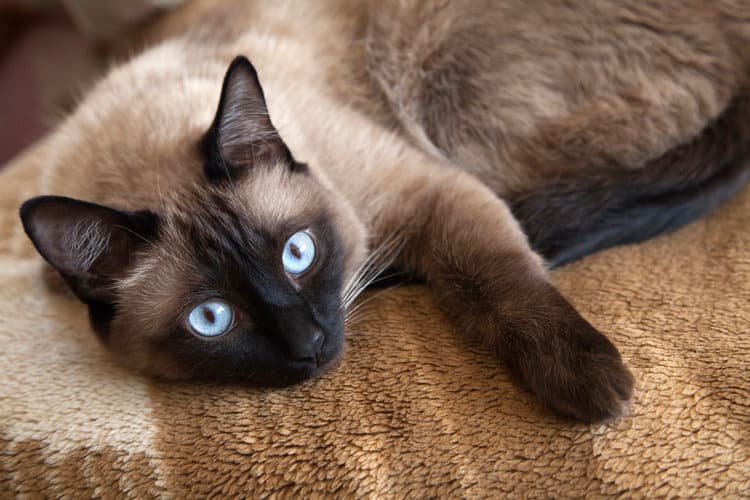 Swiss supreme court rules on fate of Siamese cat