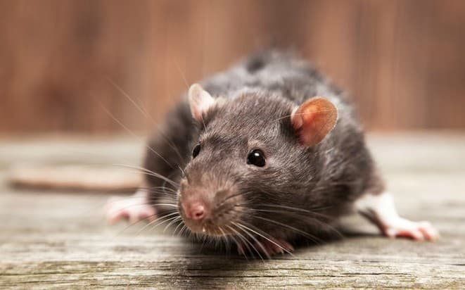 Geneva residents up in arms over rat-infested building
