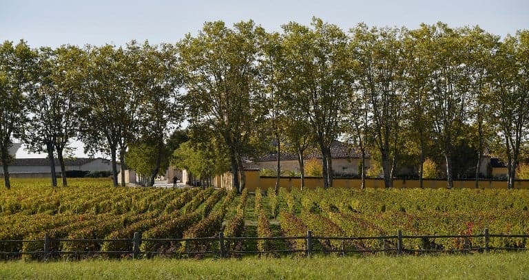 How French winegrowers are getting a helping hand from bats