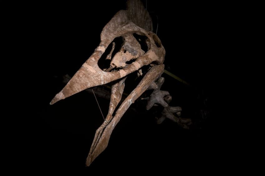 World's largest pterodactyl skeleton goes on show in Germany