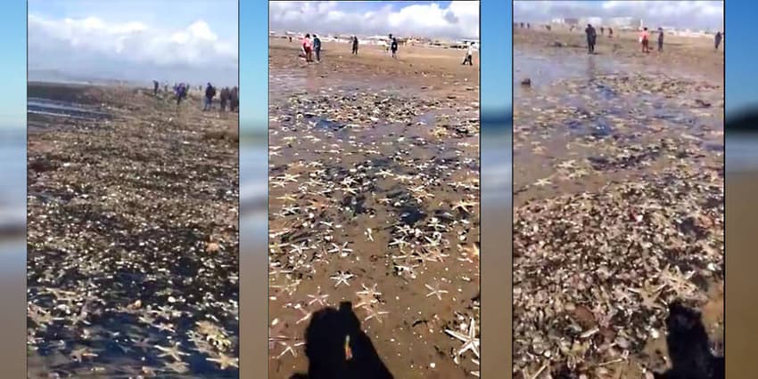 Thousands of starfish wash up in Andalusia after 'Beast of the East'