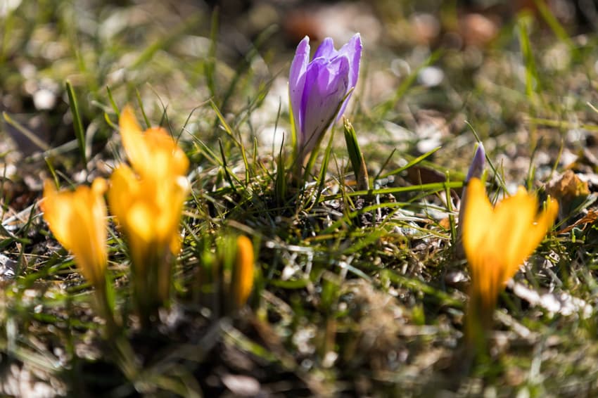 Spring in temperatures: 18C weather predicted for coming weekend