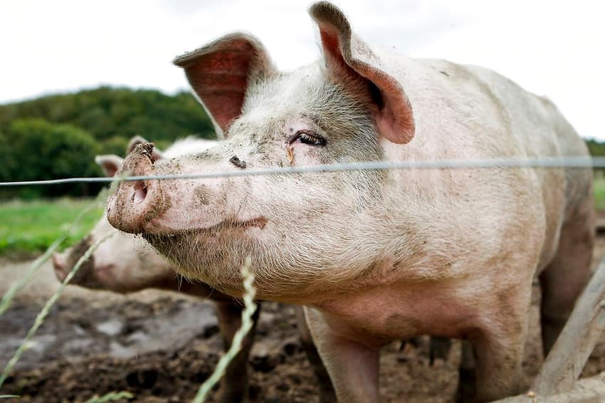 Denmark to build 70km border fence to keep out swine virus