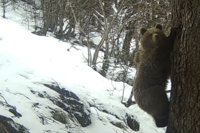 Video: Family of Pyrenean bears emerges from hibernation in time for spring